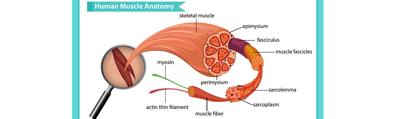 broj ponavljanja za mišićnu masu graf